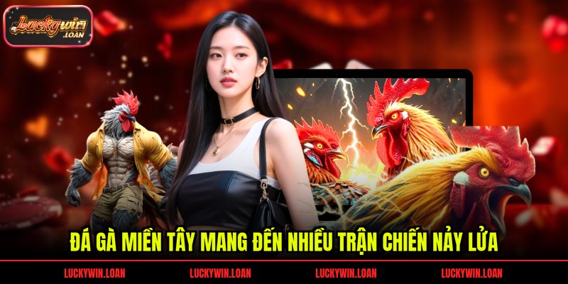 Đá gà miền tây mang đến nhiều trận chiến nảy lửa