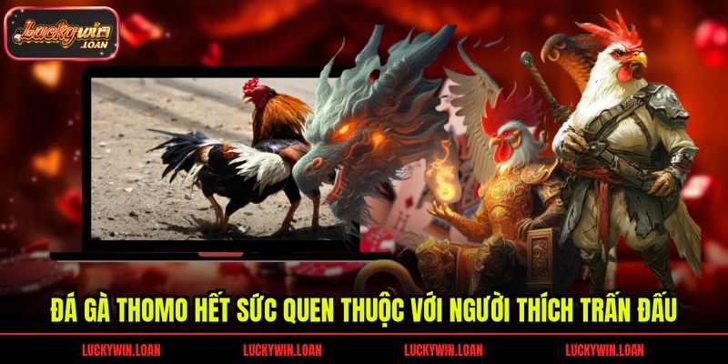 Đá gà Thomo hết sức quen thuộc với người thích trấn đấu