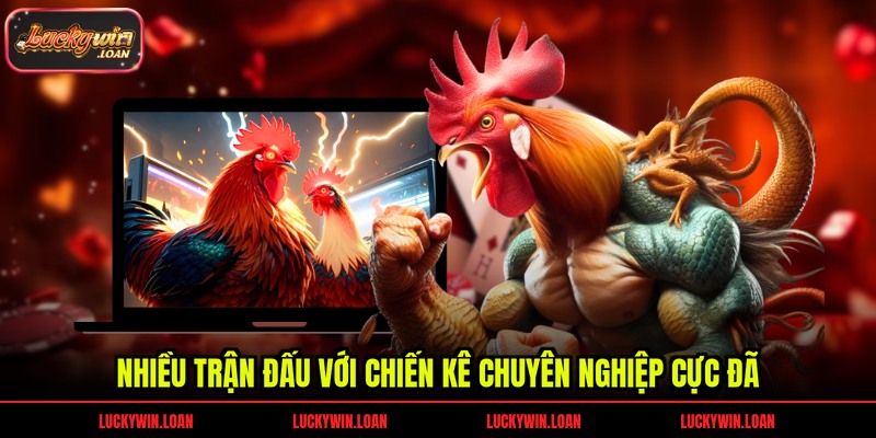 Nhiều trận đấu với chiến kê chuyên nghiệp cực đã